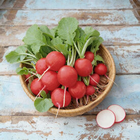 Cherry Belle, Radish Seeds